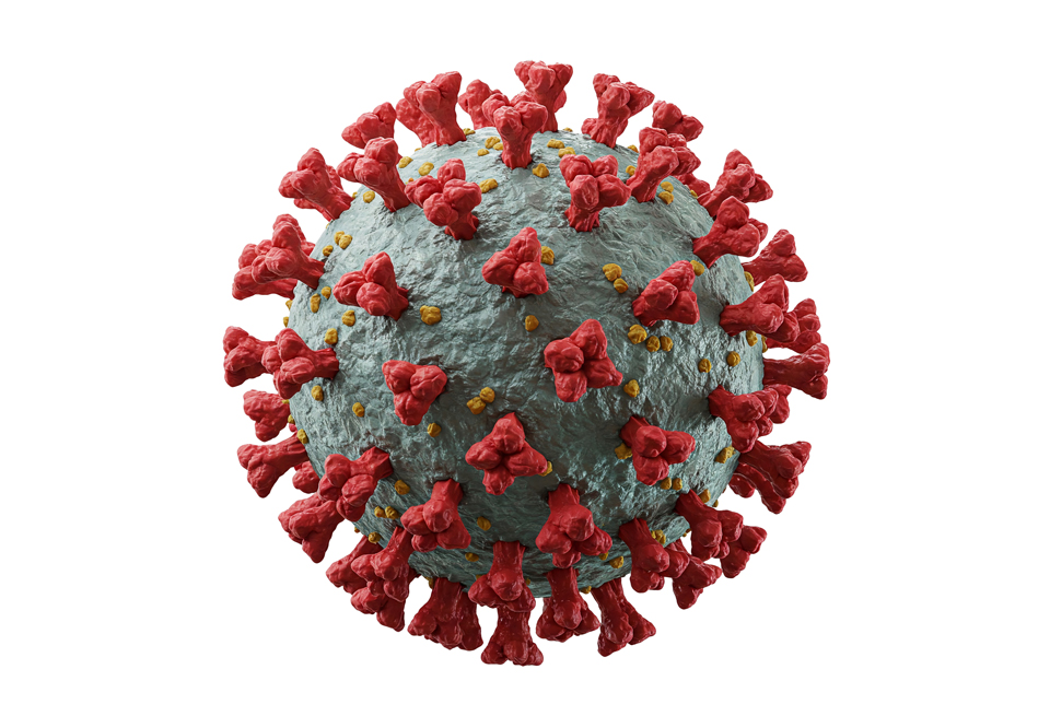 Body cell